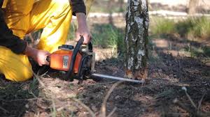 Best Weed Control Services  in USA